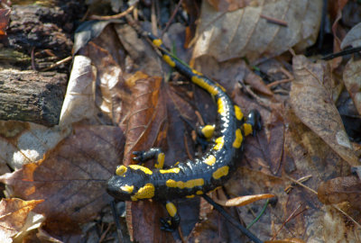 Salamandra 1.jpg