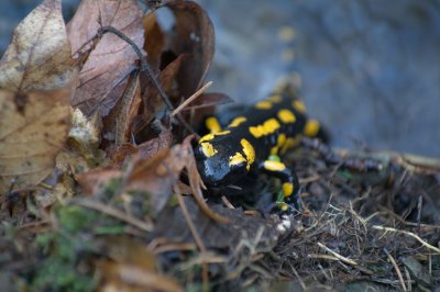 Salamandra 2.jpg