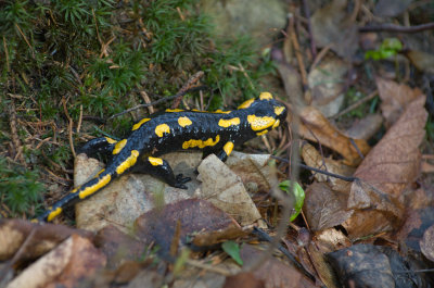 Salamandra 3.jpg
