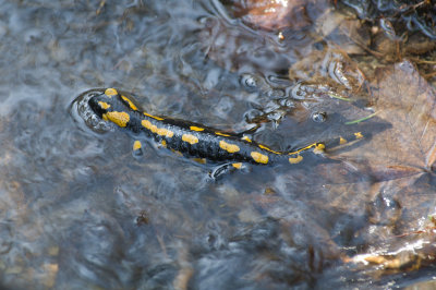 Salamandra 4.jpg