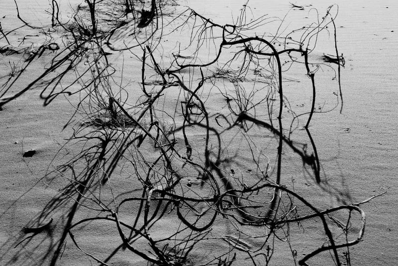 Shrub Abstract