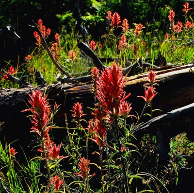 Longleaf Indian Paintbrush - Point Imperial Trail