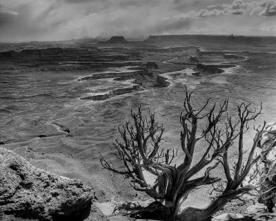 Dead Pinyon - Island in the Sky