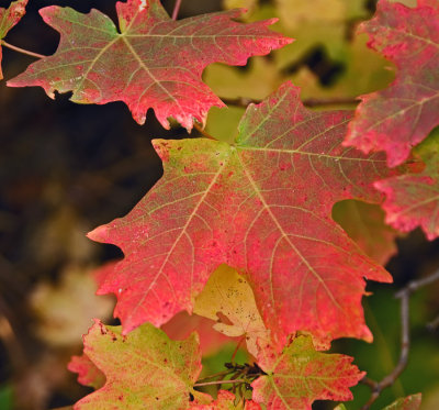 Maple Tones - Bill Hall Trail