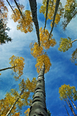Aspens in the Sky, Uncle Jim Trail
