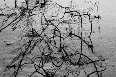 Shrub Abstract
