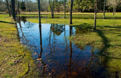 Puddle - Batsto Historic Site