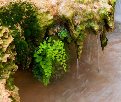 Maidenhair Fern, Travertine Formations