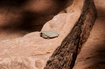 Canyon Treefrog - Near Roaring Springs
