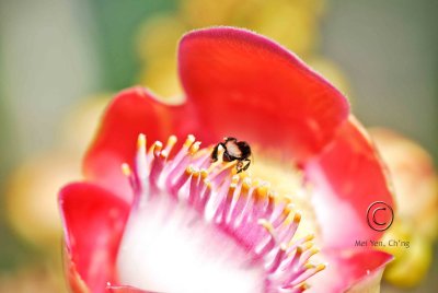 20100221_macrobg_014.jpg