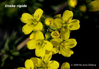 Draba rigida, flowers