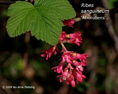 Ribes sanguineum 'Atrorubens'