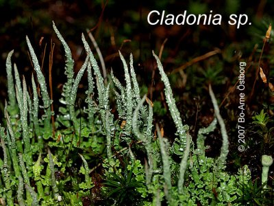 Lichens are tricky to identify. This is probably Cladonia cornuta or Cladonia furcata.
