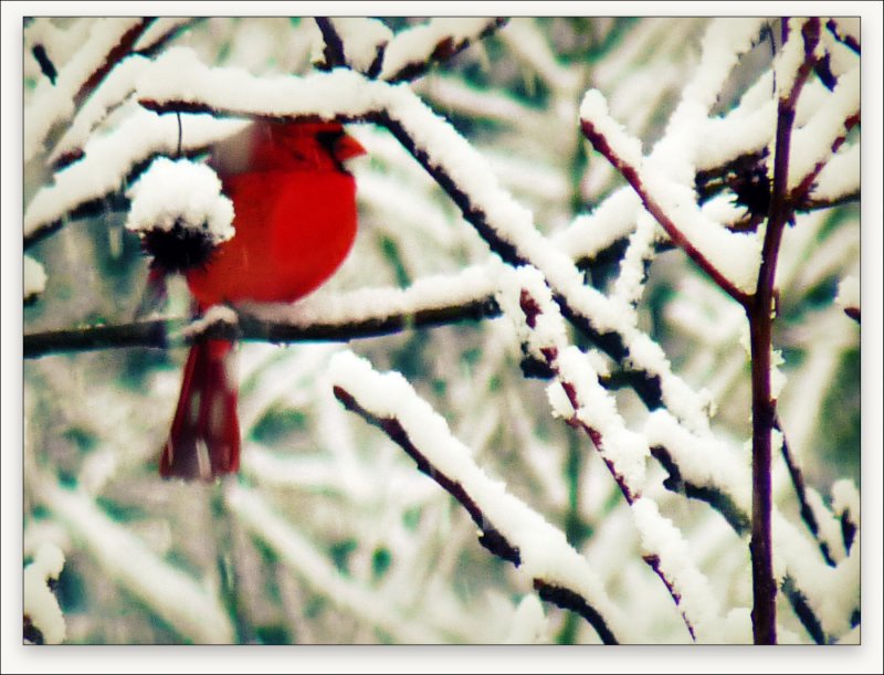 Cardinal In The Snow