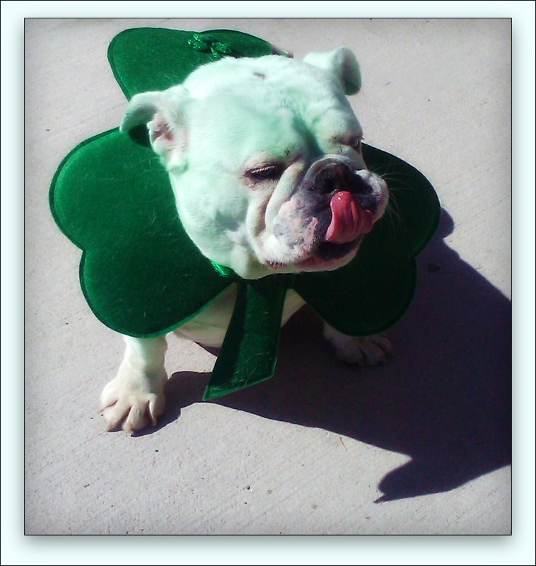 Green Bull Dogie On St Paddy's Day