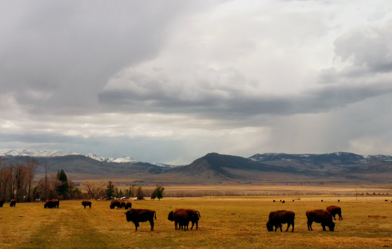 Oh Give Me A Home Where The Buffalo Roam
