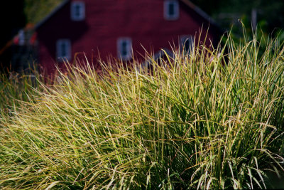 Grass and Mill