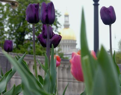 Tulips And State Capitol