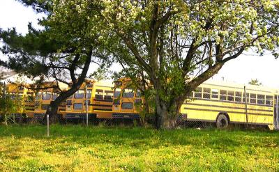 School Busses In Spring