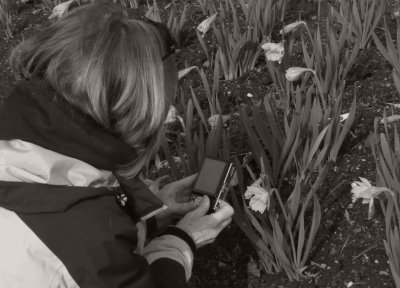 Sue Shooting Daffodyls