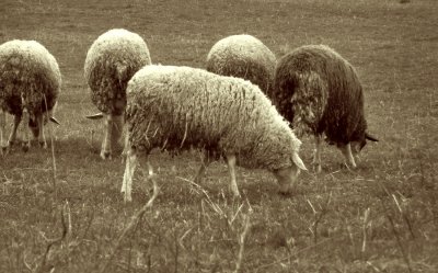 Long Valley Sheep