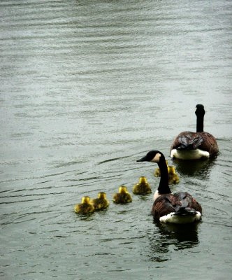 Make Way For Goslings 1