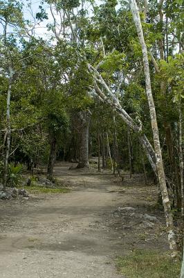 Old Mayan road