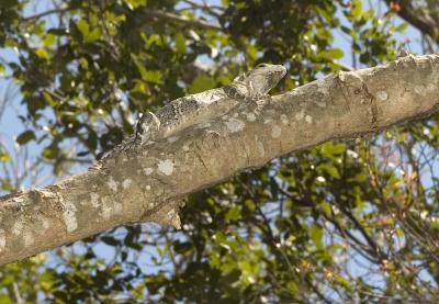 Tree lizard