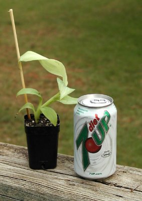 Small Plant.jpg