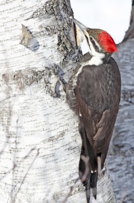 Pileated Woodpecker 0108.jpg