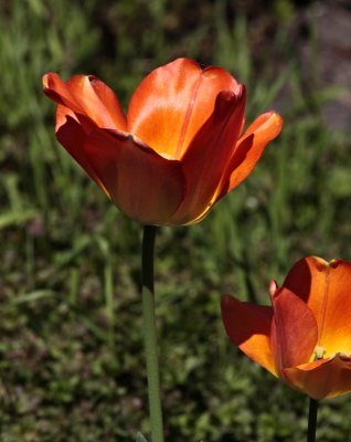 Mature Tulip 0718
