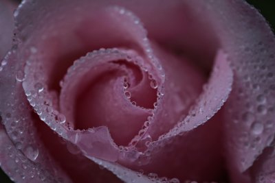 Pink Rose Closeup 1440.jpg