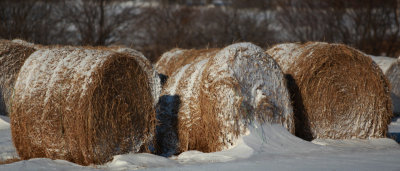 Three Bales in Snow 2414.jpg