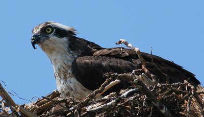 Osprey on Nest 8978.jpg