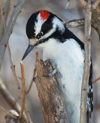 Hairy Woodpecker 2749