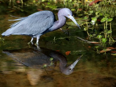 Little Blue Heron 2842.jpg