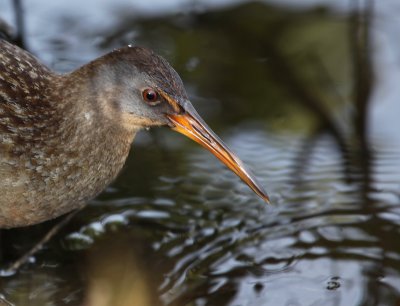 Clapper Rail 3337