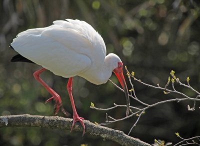 Ibis 3704.jpg