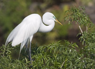  Great Egret 9732.jpg