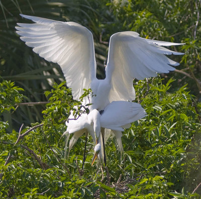 Egret Mating 9742.jpg