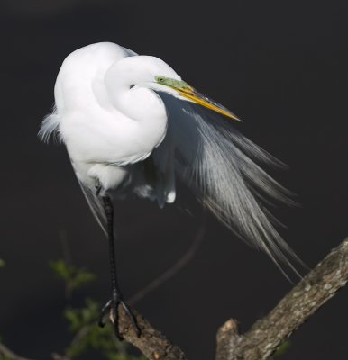 Egret on Branch 9749.jpg