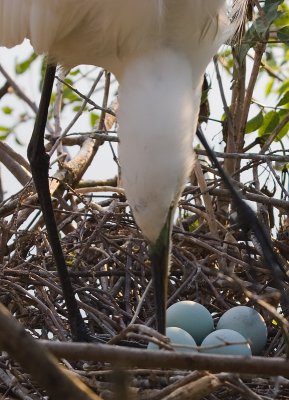 Egret turns her Eggs 9793.jpg