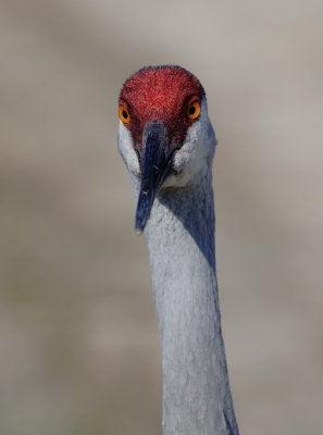  Sandhill Crane Portrait 2.jpg