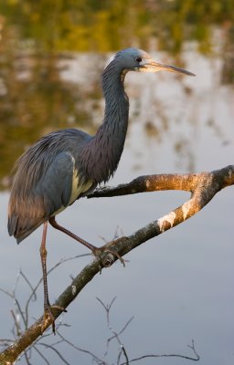 Tricolor Heron 9797.jpg