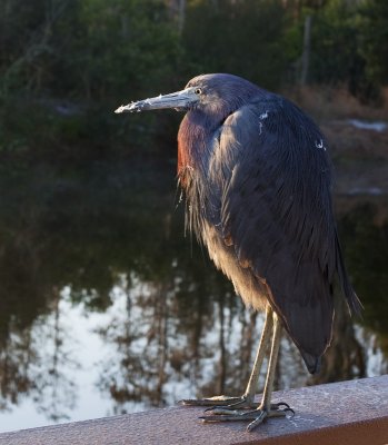 Little Blue Heron 3597
