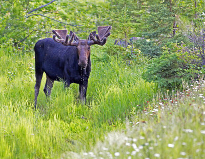 Moose Drinking 9005