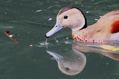 Reflected Duck