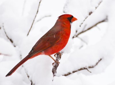 Cardinal in Snow 6955