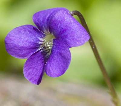 Purple flower 8425.jpg