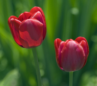 Tulip Pair 8469